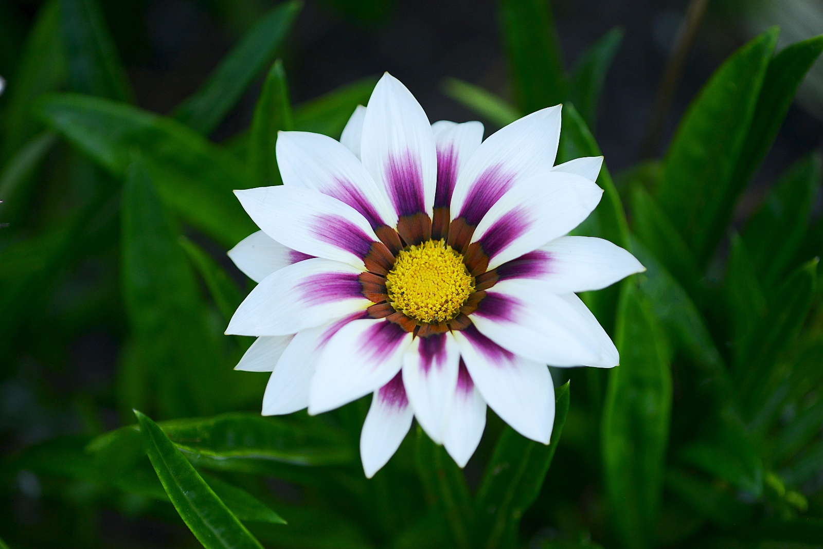 African Daisy 77